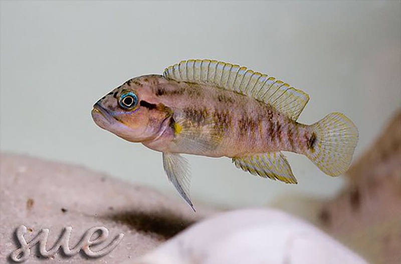 Telmatochromis cf. temporalis 'Mtoto'